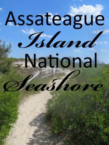 Assateague Island National Seashore, Berlin, Maryland